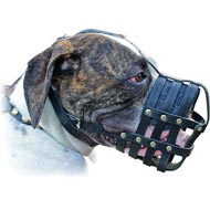 Leather Cage Muzzle for American Bulldog