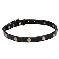 Wide Leather Cane Corso Collar with 'Embossed Daisy' Brass Studs 3/4 Inch (20 mm)
