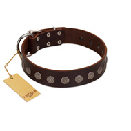 "Starry-Eyed" Best Quality FDT Artisan Brown Designer Leather Cane Corso Collar with Small Plates