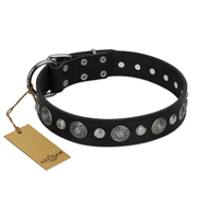 "Vintage Elegance" FDT Artisan Black Leather Cane Corso Collar with Engraved Brooches and Studs
