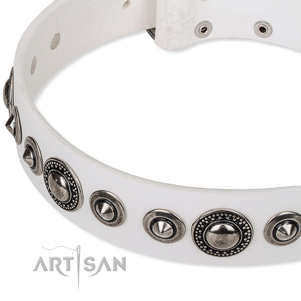 Daily use studded dog collar of quality full grain leather