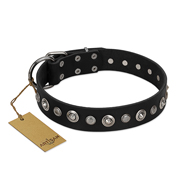 "Genteel Charm" FDT Artisan Black Leather Cane Corso Collar with Silver-like Round Conchos