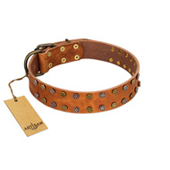 "Walk and Shine" FDT Artisan Tan Leather Cane Corso Collar with Antiqued Studs