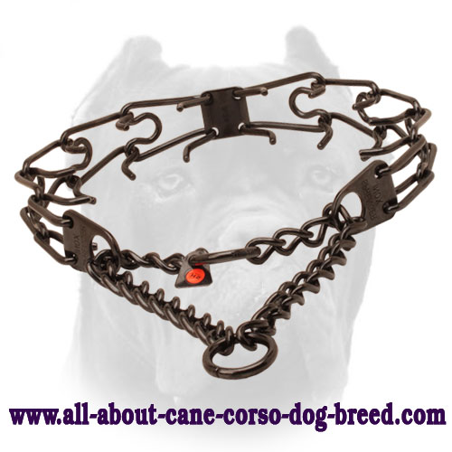 Black Dog Pinch Collar of Stainless Steel