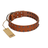 "Star Light" Stylish FDT Artisan Tan Leather Cane Corso Collar with Silver-Like Studs