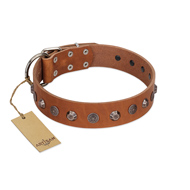 "Silver Age" Fashionable FDT Artisan Tan Leather Cane Corso Collar with Silver-Like Studs