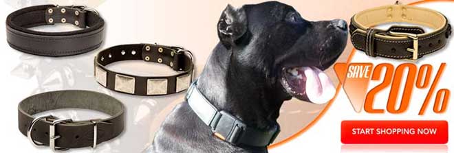 Get Today High Quality Exclusive Cane Corso Collars