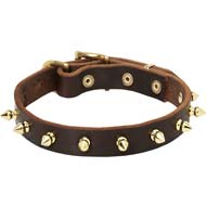 Golden Spikes Walking/Training Collar for Cane Corso