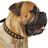 English Mastiff Dog Breed