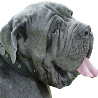 Mastino Napoletano Gear