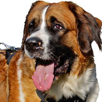 Moscow Watchdog Dog Gear