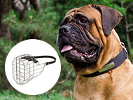bullmastiff-muzzles