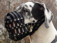 great-dane-muzzles