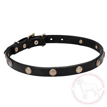 Close-up of the adornment of Cane Corso collar