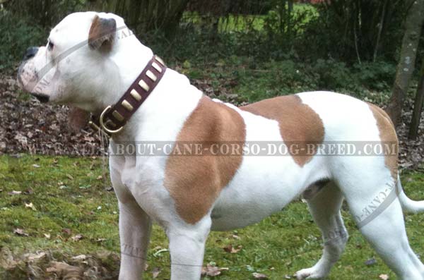 Unique Leather American Bulldog Collar