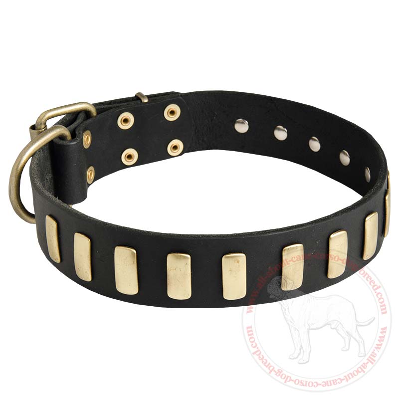 Buy American Bulldog Collar | Walking Dog | Designer ...