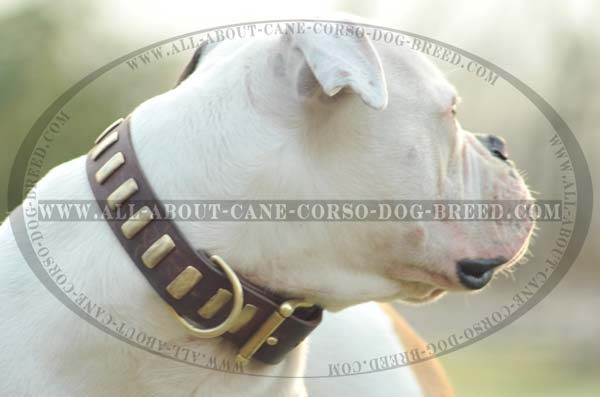 Custom Made Leather Dog Collar