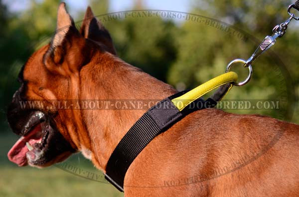 Lightweight Nylon Dog Collar for Boxers