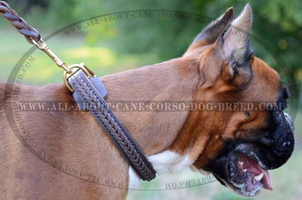 Dependable Leather Dog Collar for Boxers