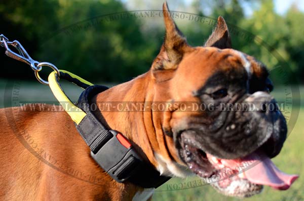 Comfortable Nylon Canine Collar for Boxers