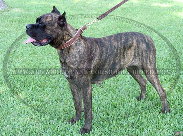 Gorgeous Wide 2 Ply Leather Choke Mastiff Collar