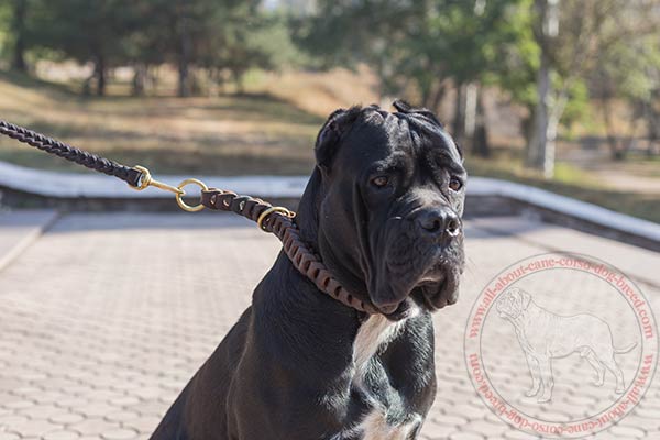 Walking leather choke collar for Cane Corso