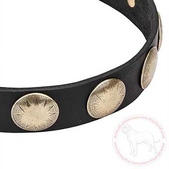 Brass circles of leather Cane Corso collar