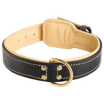 Solid durable brass fittings of leather Cane Corso collar