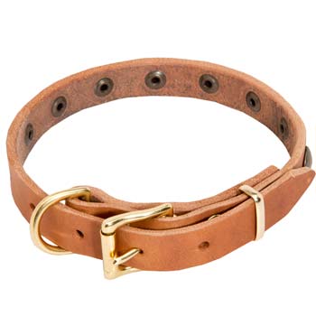 Brass fittings of training leather dog collar for Cane Corso