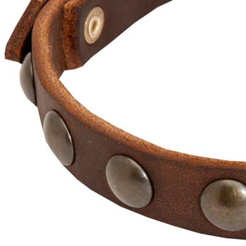 Brass half spheres of leather dog collar for Cane Corso