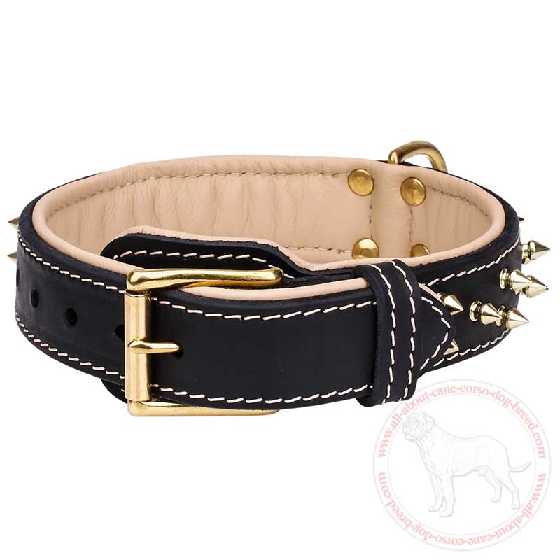 Nappa Padded Dog Collar for Cane Corso Mastiff Get Spiked Walking ...