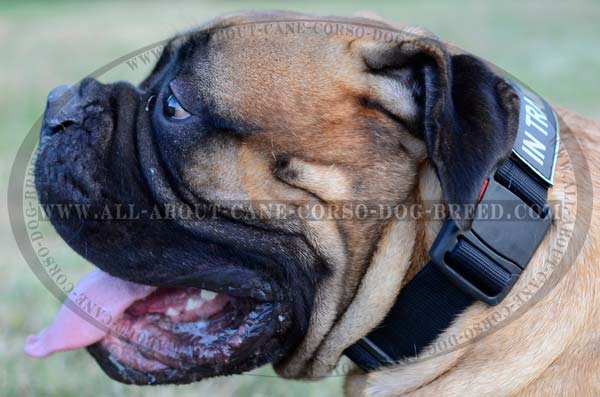 High Quality Nylon Canine Collar for Bullmastiffs