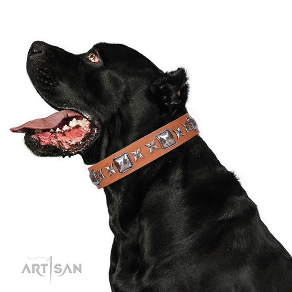 Everyday use decorated dog collar of top quality material