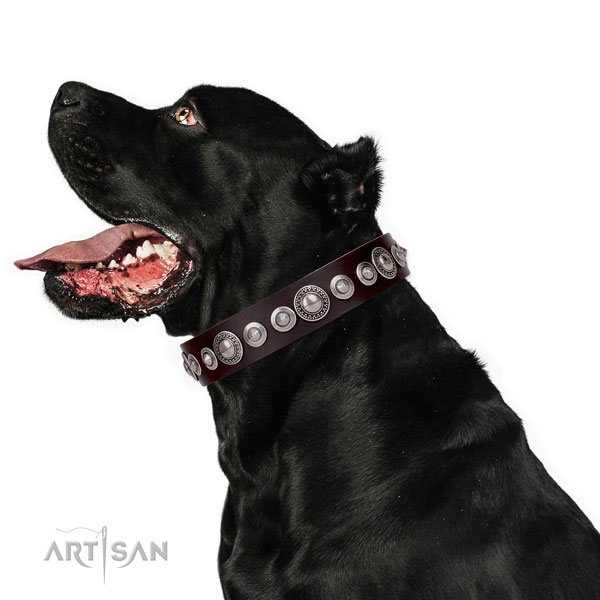 Impressive decorated natural leather dog collar for comfy wearing