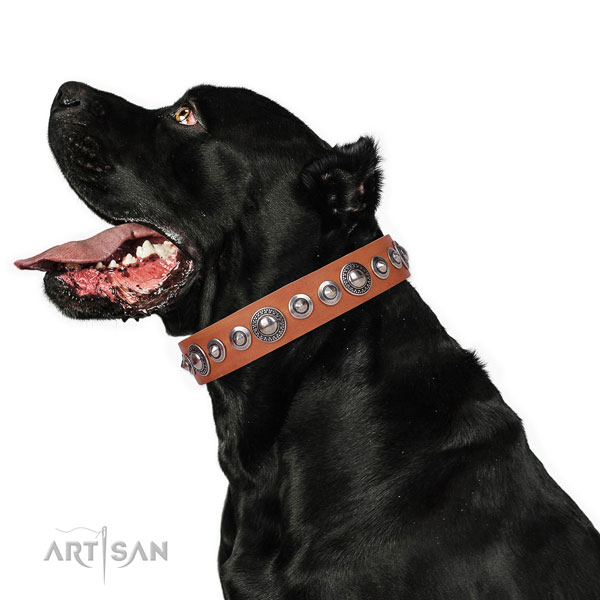 Unique studded natural leather dog collar for basic training