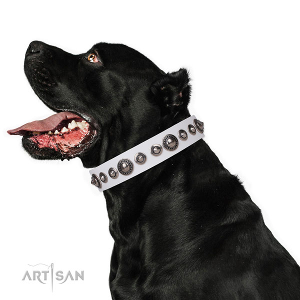 Impressive decorated leather dog collar for walking