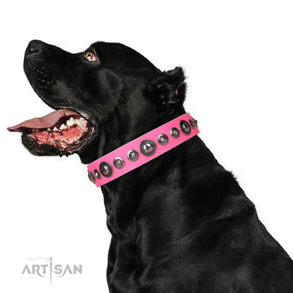 Exceptional adorned leather dog collar for everyday use