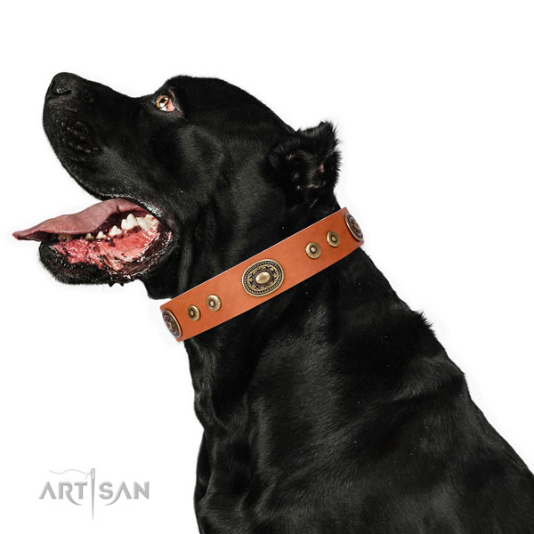 Awesome adorned genuine leather dog collar for everyday use