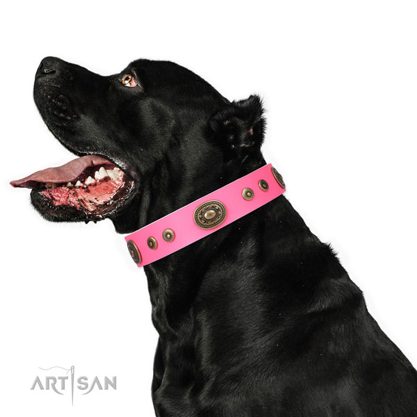 Stylish decorated genuine leather dog collar for basic training