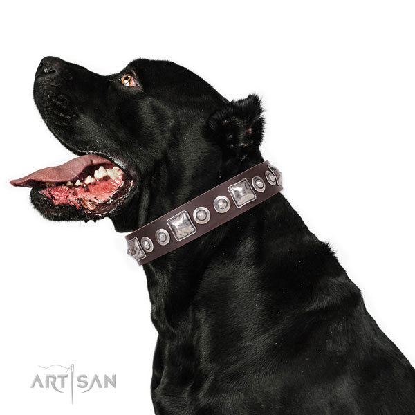 Significant decorated natural leather dog collar for walking