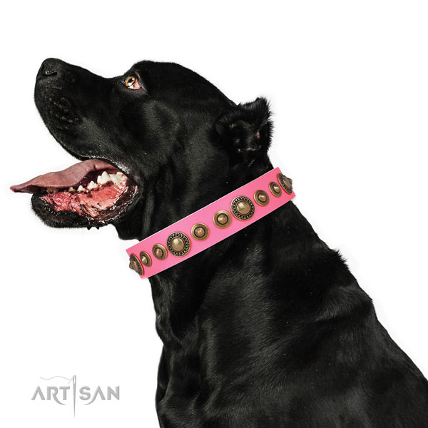 Corrosion resistant buckle and D-ring on genuine leather dog collar for daily use