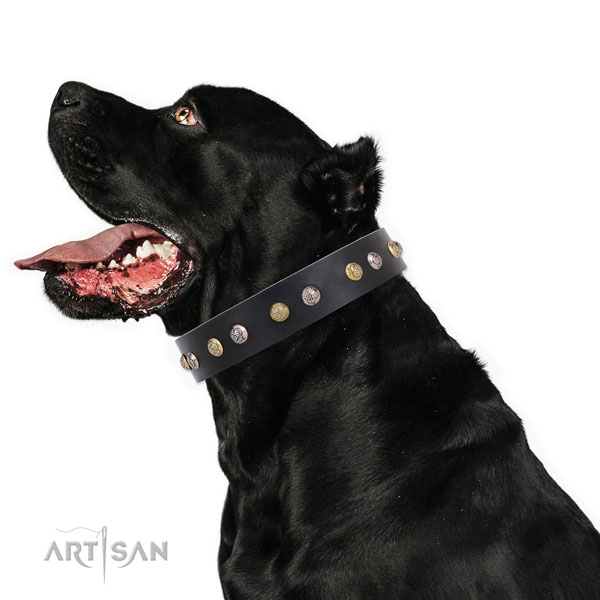 Natural leather dog collar with reliable buckle and D-ring for handy use