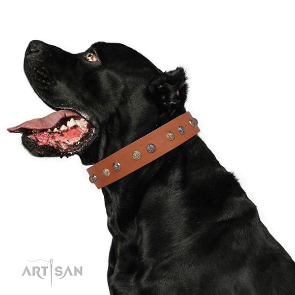 Full grain leather dog collar with rust resistant buckle and D-ring for daily use