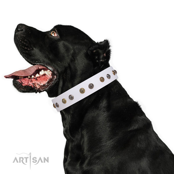 Basic training decorated dog collar made of top notch natural leather