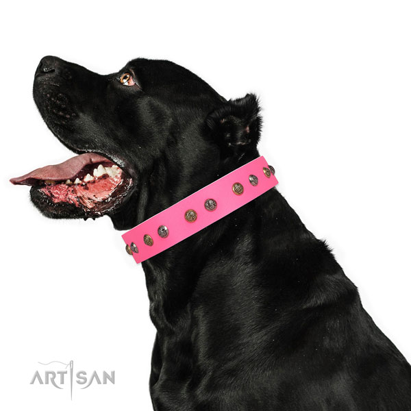 Everyday use decorated dog collar made of durable natural leather