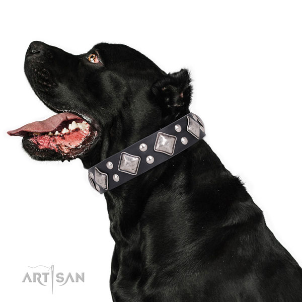 Everyday use decorated dog collar made of durable natural leather