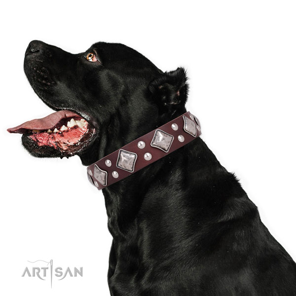 Fancy walking decorated dog collar made of quality natural leather