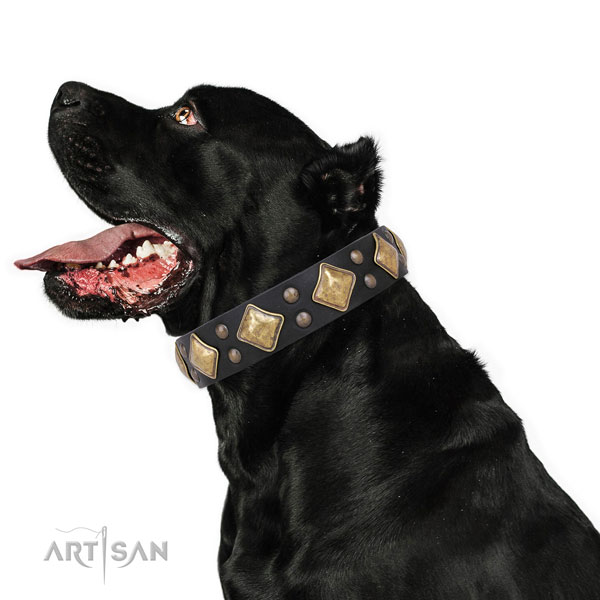 Walking decorated dog collar made of top notch leather