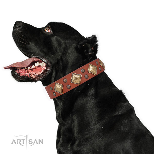 Everyday use studded dog collar made of best quality natural leather