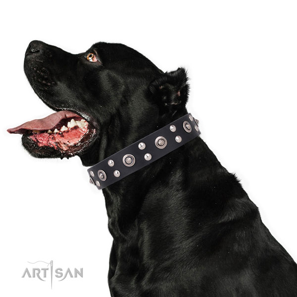 Everyday use adorned dog collar made of strong natural leather